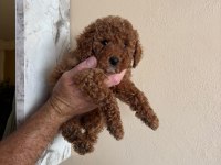 Toy Poodle Yavrularımız 2 Aylık