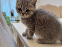 British shorthair kedimiz