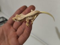 Crested Gecko Türleri