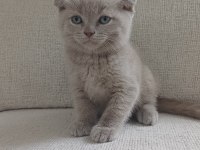 1 ocak doğumlu scottish fold yavrularımız