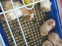 yavru ve yetişkin guinea pig