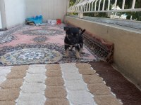 Orjinal pinscher minyatür 0 numara dişi