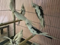 Albino ve wifi pied sultan papağanı