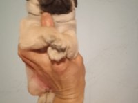 Pug mops yavrularımız