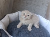 Kar beyaz ve lilac scottish fold yavrular