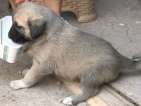 Yavru Kangal 1 Aylık