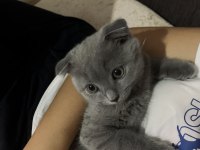 Scottish fold gri 3 aylık