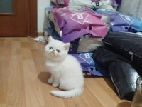EXOTIC SHORTHAIR ERKEK 