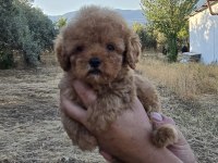 TOY POODLE YAVRULARIMIZ