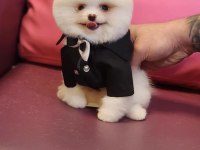 Birbirinden güzel pomeranian bebeklerimiz