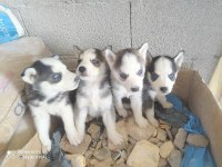 5 adet Husky yavru verilecektir 4 erkek ve 1 tane dişi
