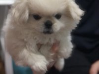 Sıfır burun orijinal pekinez köpeği