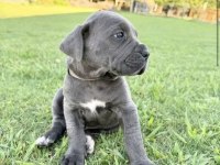 Cane corso bebekler