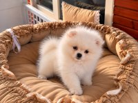 Pomeranian Teddy Face Üst Düzey Yavrular 