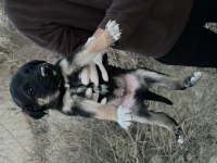 Yavru Köpeğimizi Ücretsiz Sahiplendirme