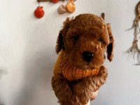 Çok sevimli çok akıllı poodle bebeğim