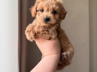 Ev Ortamında Büyüyen Maltipoo Yavrular