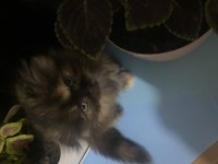 Exotic shorthair / scottish fold