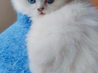 British longhair kedimiz