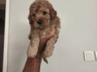 Toy poodle bebekler