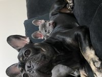 Dişi lilac tan french bulldog