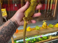 Uromastyx geyri - Uromastyx dispar flavifasciata
