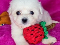 0 numara maltese yavrular