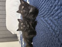 Sevimli British Shorthair Yavrular