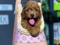 Maltipoo yavru köpeğimiz
