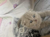 1 aylık minik yavru scottish fold