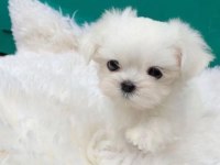 En guzel morkie bebekler