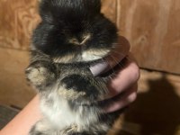 Safkan cüce tavşan az bulunan renk Black Otter