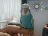 2 Aylık Erkek Yavru Muhabbet Kuşu
