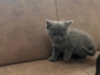 Dünya Tatlısı British Shorthair Yavrular