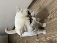Exotic Shorthair 4 Yaşında