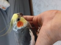 7 aylık jumbo boy sultan papağanı