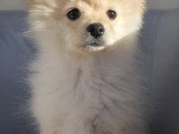 3 Aylık Erkek Yavru Pomeranian Sahiplendirilecektir