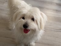 5 AYLIK 0 NUMARA MALTESE TERRİER