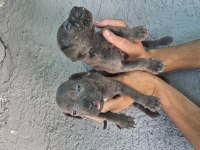 Cane Corso yavru