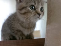 Yavru british longhair dişi