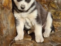 Safkan Husky yavrularım