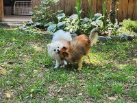 Eş pomeranian boo