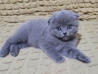 Top kafa scottish fold