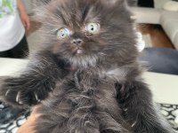 Duygularınızı değiştirecek yeni chinchilla bebişlerim