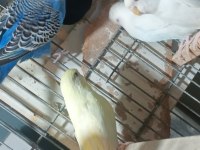 Hazır eş ve tek muhabbet kuşlar