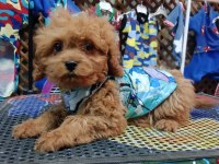 Poodle Köpeğimizi İçin Ulaşın