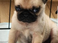 Muhteşem safkan pug yavruları