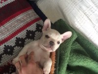 2.5 Aylık Erkek French Bulldog