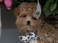 MİCRO BOY AŞILI MALTİPOO (GERCEK GÖRSEL)