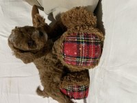 Irk ve sağlık garantili toy poodle bebekler